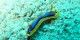 Philippines - 2012-01-17 - 204 - Panglao - Garden Eel